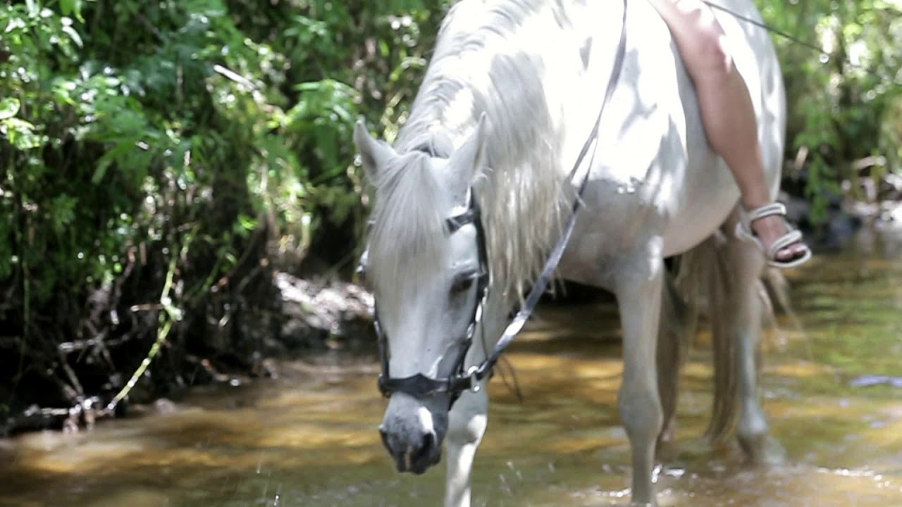 Терская лош��дь порода лошадей: характеристика, фото, содержание