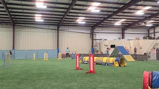 UKI Beginner Agility 10/11/2020