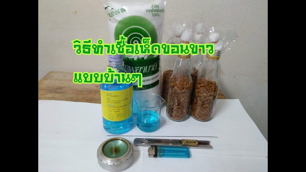 เห็ดขอนขาว ทำเชื้อเห็ดขอนขาวแบบบ้านๆ ตอนที่1