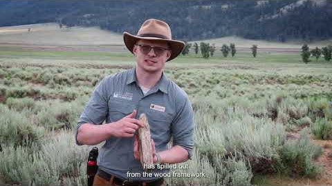 Petrified Trees in Yellowstone