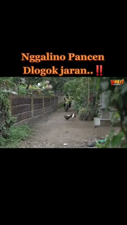 NGALINO PANCEN DLOGOK JARAN #shorts #wokochannel #viral #bts #komedi
