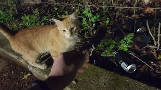 Orange Kitty wants to go home with me??? by AK49BWL 2,284 views 1 month ago 3 minutes, 56 seconds