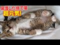 【捨て猫】緊急保護した猫2匹！あの痩せてたネコが完全回復！サプライズで爪を立てても破けない猫グッズまで集まってきました