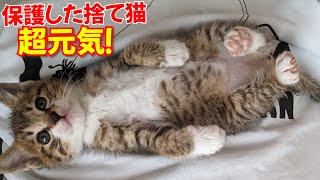 【捨て猫】緊急保護した猫2匹！あの痩せてたネコが完全回復！サプライズで爪を立てても破けない猫グッズまで集まってきました