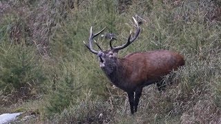 Cacciando - Caccia Al Cervo - Red Deer Stag Hunting In Italy