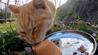 地域猫  茶猫ちゃん達へごはんとちゅ～るをあげます。I will give rice and chururu to the brown cats.　Vol.779