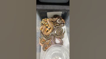 Last & final Ball Python clutch of the 2025 season. 13 clutches was a little more then I wanted.