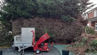 Conifer hedge removal and rear garden Bay tree out with an Apple heavy trim