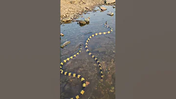 Duniya K Sabse Jahreela Snake Banded Krait Posion Snake Bandedkukrisnake Bandedkrait Facts 