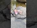The mochi monkey fell asleep by the stream.