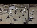 #Pigeon.Молодёжь у нас замечательный и голубей нужно гонять а не держать!