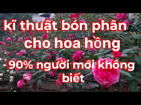 Video: Hướng DẫnBón Phân Cho Cây Hồng - Cây Hồng Cần Bao Nhiêu Phân Bón