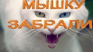 Приколы с котами 2016 - ЗАБРАЛИ МЫШЬ КОТ В ШОКЕ Приколы с котами 2016 - ЗАБРАЛИ МЫШЬ КОТ В ШОКЕ