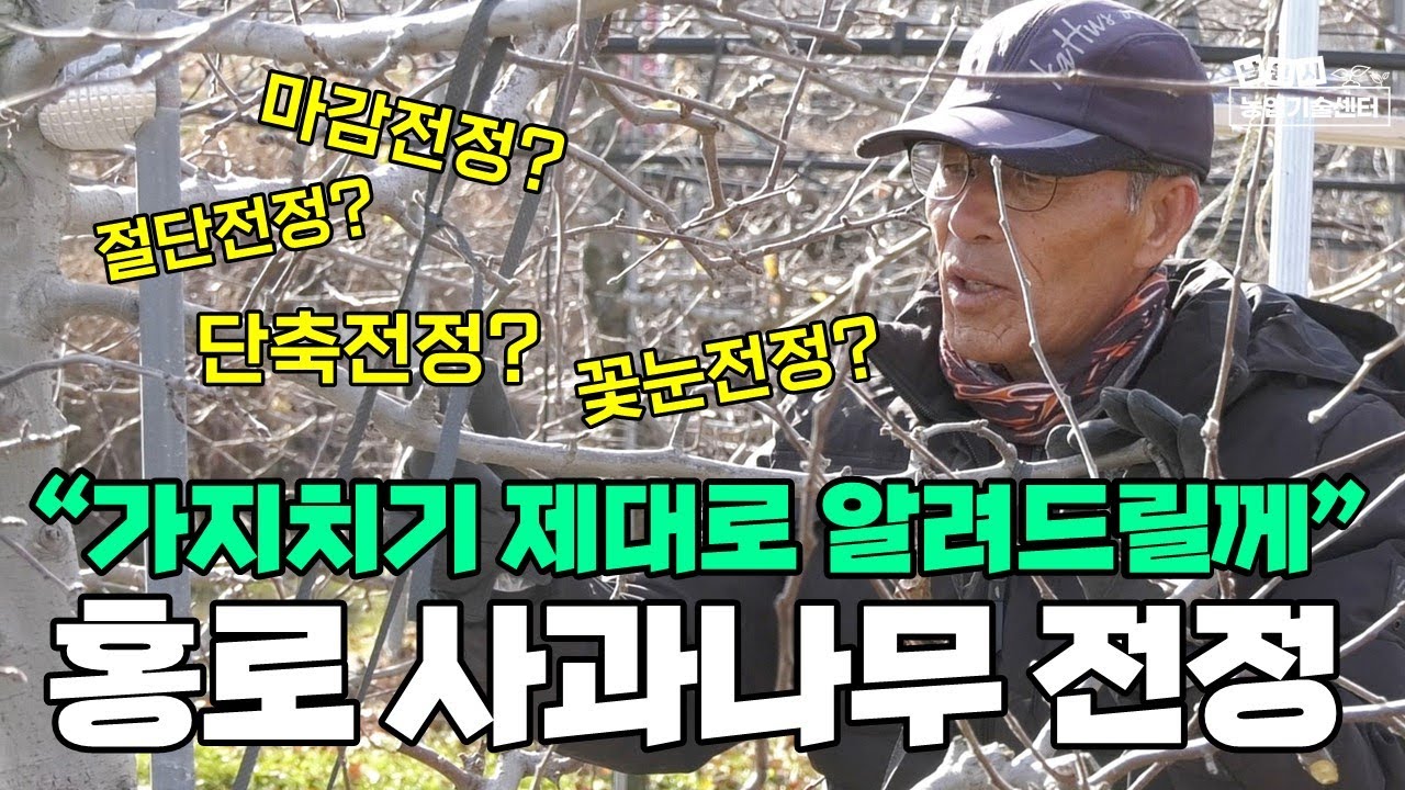 사과 나무 가지치기, 사과전정 홍로 사과나무 전지법 (강사 유병욱)