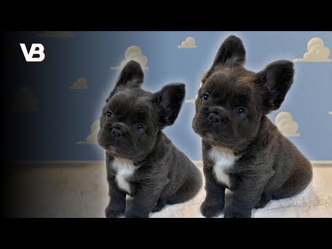 Video: Vijf liefdevolle hondenrassen die je kunt knuffelen