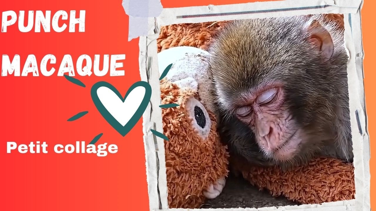 L’histoire de Punch le bébé Macaque et un COLLAGE