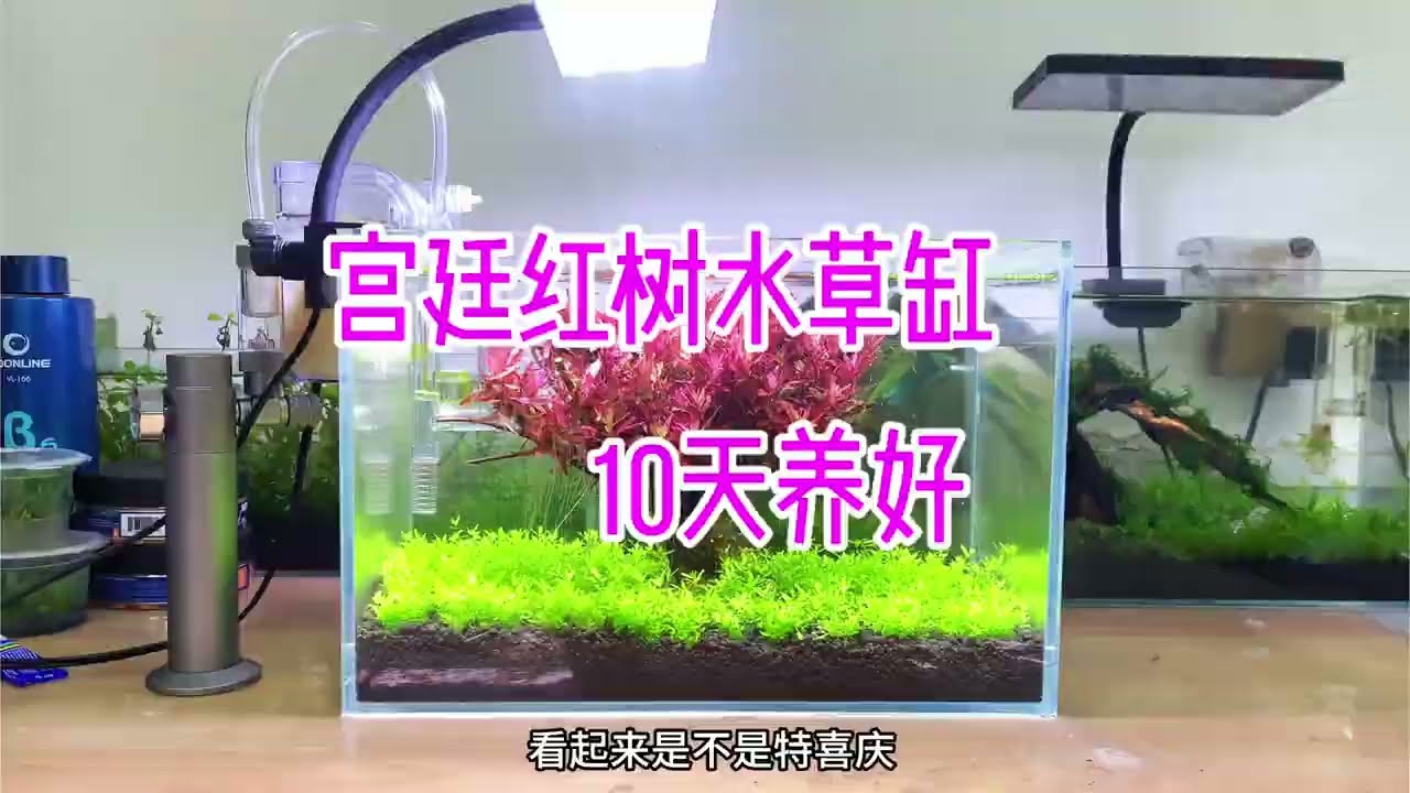 速成水草缸