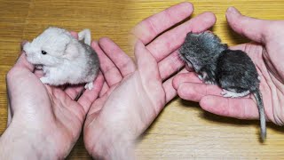 Newborn Chinchillas. Weighing and Determining the Gender of Chinchillas by Home Zoo 221 views 10 months ago 2 minutes, 1 second