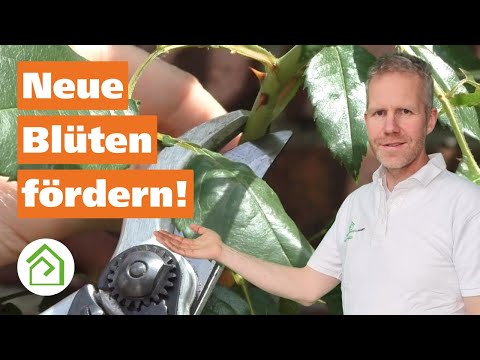 Video: Rosen schneiden im Sommer: der Wirkungsmechanismus und die Feinheiten des Prozesses