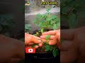 After Transplanting Tomato Seedlings! | Pure Greeny