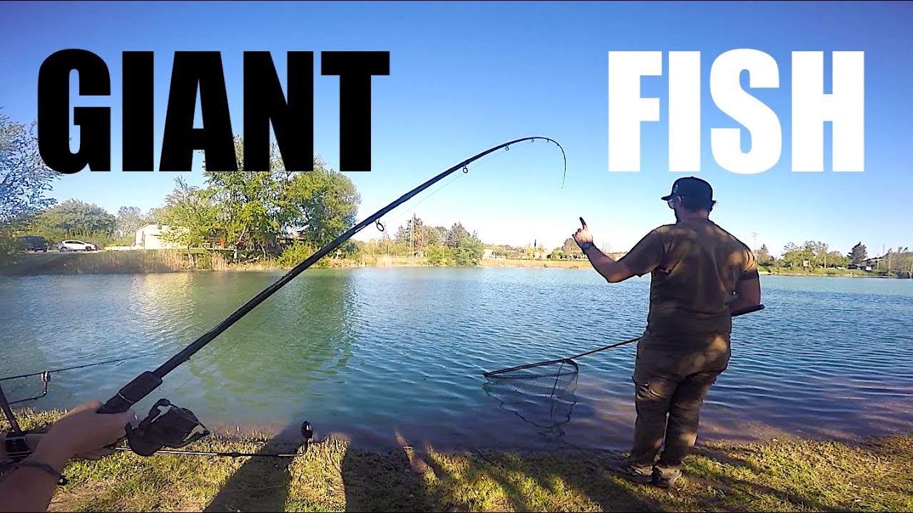 Have you ever done Feeder Fishing? Giant Carp, Amur, Catfish and a