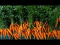 How to grow carrots  a complete guide