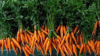 How to Grow Carrots - A Complete Guide