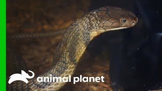 King Cobra Needs Antibiotic Pump Fitted To Treat A Nasty Infection | The Zoo