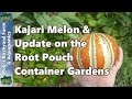 Kajari Melon, Banana & Root Pouch Container Gardens - Urban Farm Update