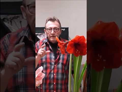 Vidéo: Fleur d'amaryllis: description, soins à domicile