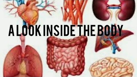 Environmental studies (part 1)STD:4 (Video 2) - ch. no. 11 - A look inside the body
