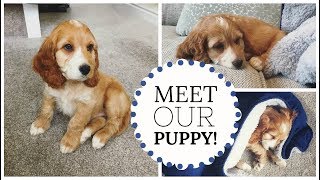 BRINGING HOME OUR 8 WEEK OLD COCKAPOO! Bringing Home Our 8 Week Old Cockapoo Puppy