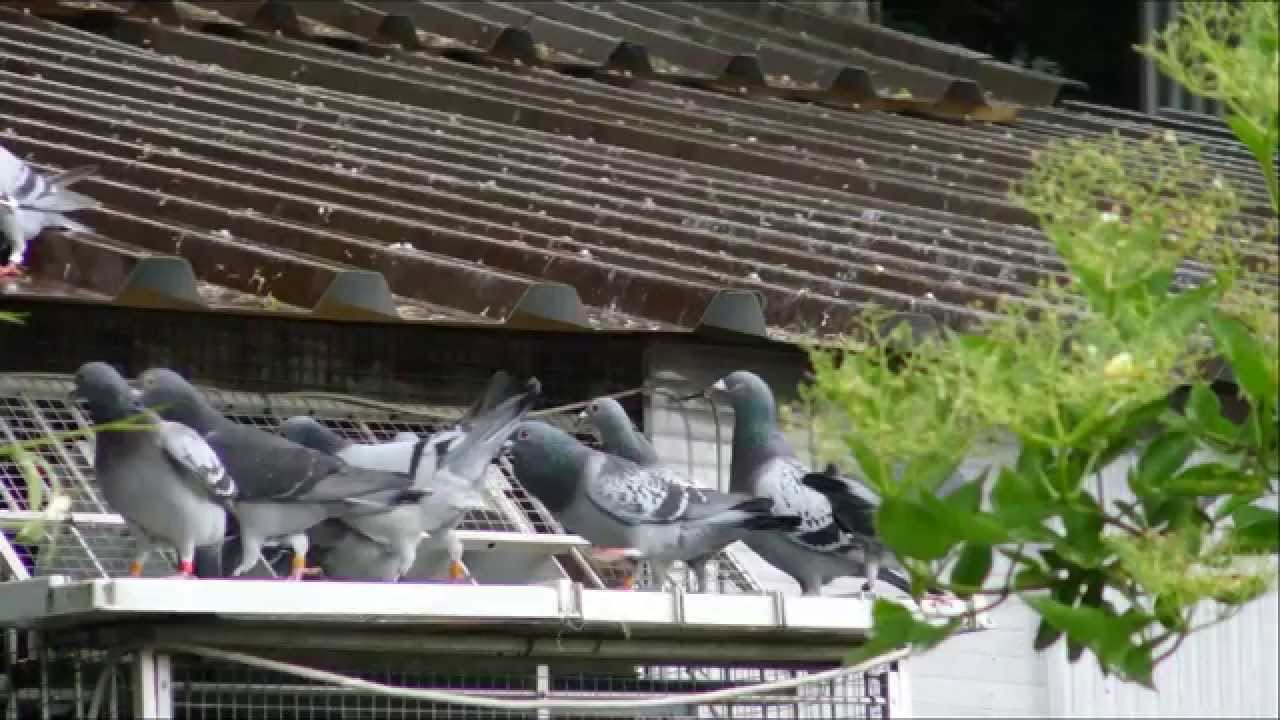 OUR CHAMPIONS YEARLINGS FROM 10 BEST PIGEONS IN CLUB 8 BEST FROM KULBACKI 1,2.best pigeons in