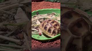 He’s so relaxing to watch 😌. #babytortoise #Turqy #tortoiseshorts