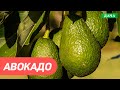Как вырастить авокадо из косточки? Секреты и лайфхаки выращивания авокадо.