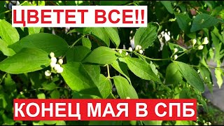Конец мая - в Петербурге цветет ВСЕ! | #ЦарскоеСело, 2023