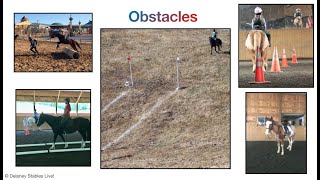 The Sport of TREC, A general introduction to the obstacle phase