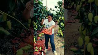 Sweet mango farming life and fresh cutting #viral #fruit #2026 #farming