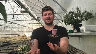 видео: Теневыносливые суккуленты картинка: Теневыносливые суккуленты