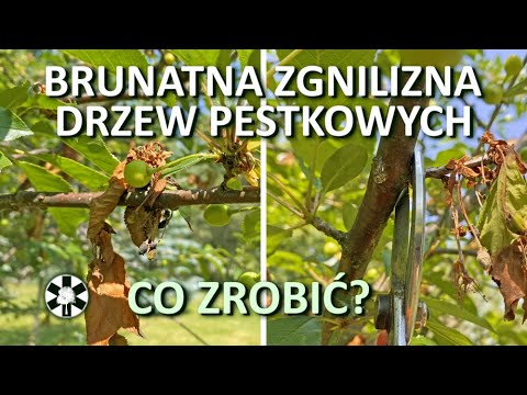 Wideo: Dlaczego Wiśnie Są Przydatne