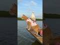 kucing ini ikut mencari ikan di sungai #kucing #cat #perahu #mencariikan #catlovers #cutecat #shorts