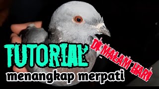 TUTORIAL MENANGKAP MERPATI DI MALAM HARI ALA AJI PENGAWURAN