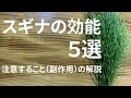 【体験談あり】スギナは、すごい野草です!ありがたくて、雑草に見えません😄🌱<スギナの効能>