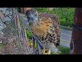 Curious Red-tailed Hawk Chick Checks Out Camera From Railing Of Nest Platform | June 17, 2026