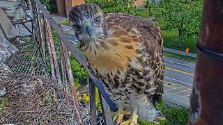 Curious Red-tailed Hawk Chick Checks Out Camera From Railing Of Nest Platform | June 17, 2026