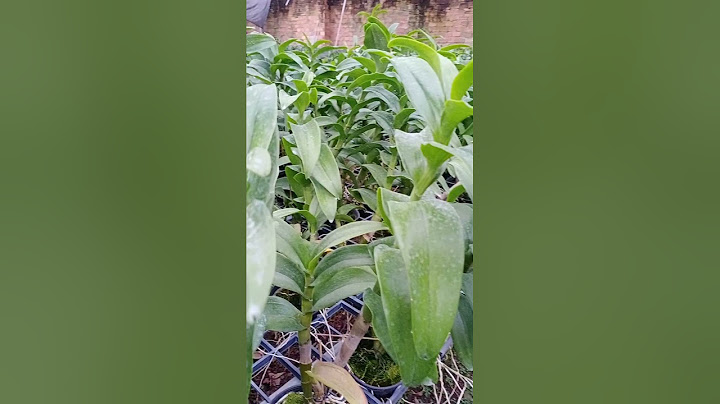 ĐI GIAO XE GẶP NGAY ÔNG CHÚ YÊU LAN, GIÁ QUÁ RẺ 50K 1 CHẬU....