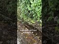 【異変？】井の頭公園が湧水で水浸しに　都内各地で広がる長雨の影響 #井の頭公園 #三鷹市 #武蔵野市 #東京 #湧水 #雨