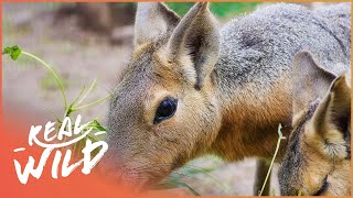 Have You Ever Seen A Patagonia Mara? A Land Unknown