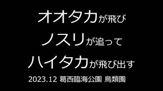 オオタカ、ノスリ、ハイタカ　2023.12　葛西臨海公園・鳥類園