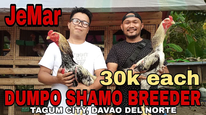 JeMar | SHAMO DUMPO BREEDER IN TAGUM CITY